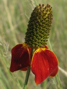 Ratibida columnifera